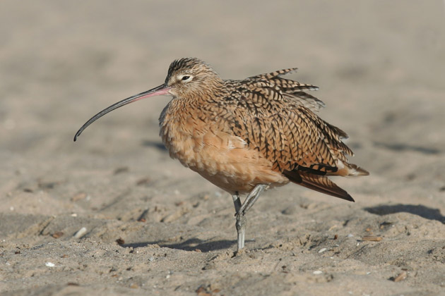 Long-billed Curlew